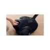 Пылесос Bosch BGLS2BA3D8